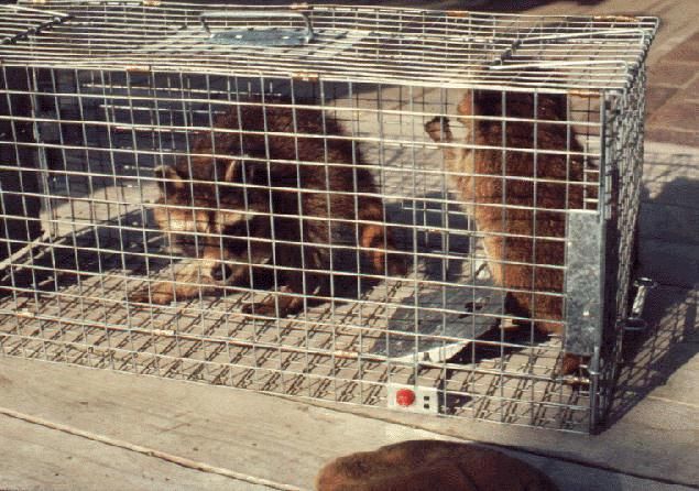 Figure 15. Raccoons caught in a live trap.