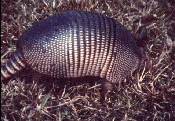 Figure 6. Armadillo routing for food.