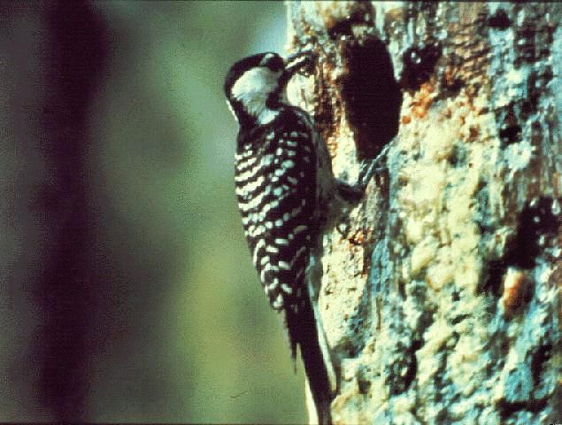 Figure 11. Woodpecker feeding on tree trunk.