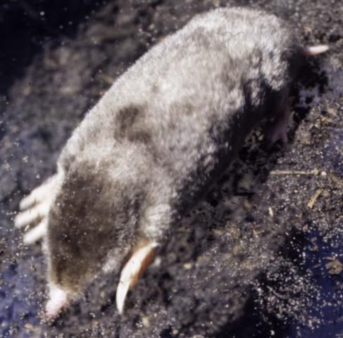 Figure 1. Eastern mole, Scalopus aquaticus.