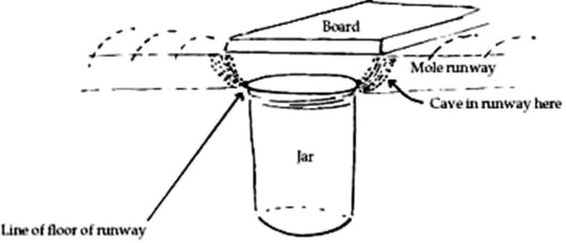 Figure 4. A simple pit-fall live trap for moles.