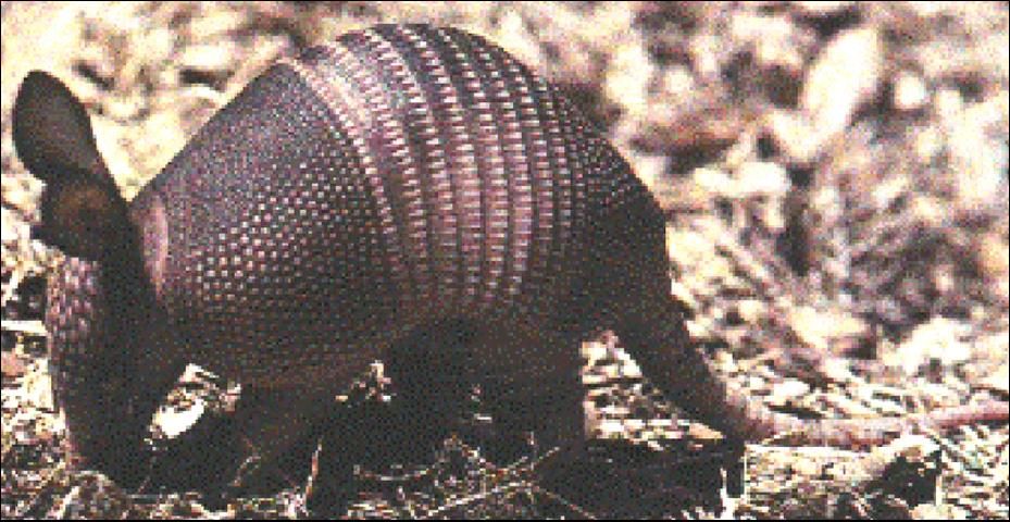 Figure 1. The nine-banded armadillo.