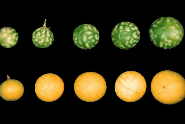 Figure 4. Tropical soda apple fruit. Top row: immature fruit. Bottom row: mature fruit.
