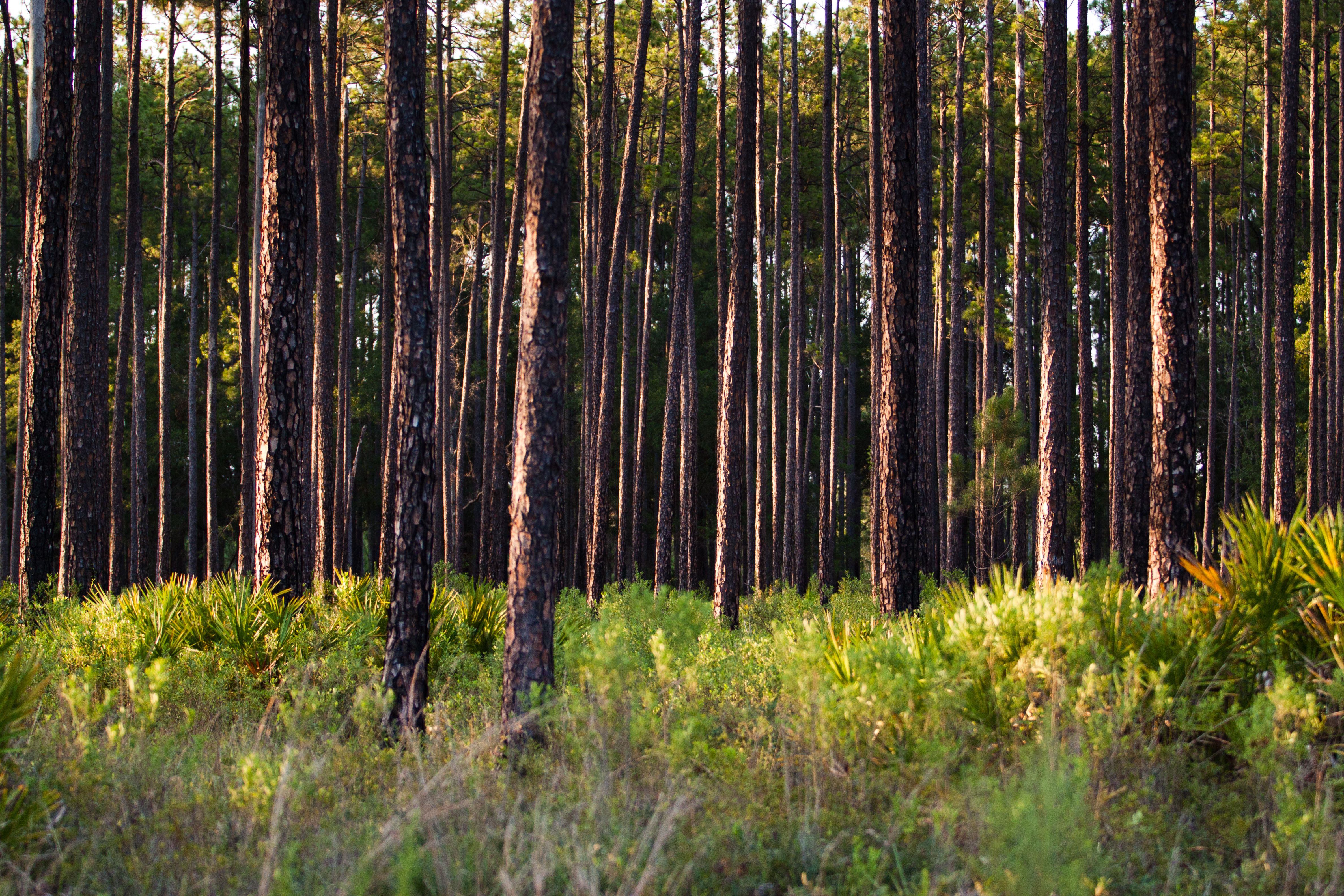 Pine flatwood forests are common throughout Florida.