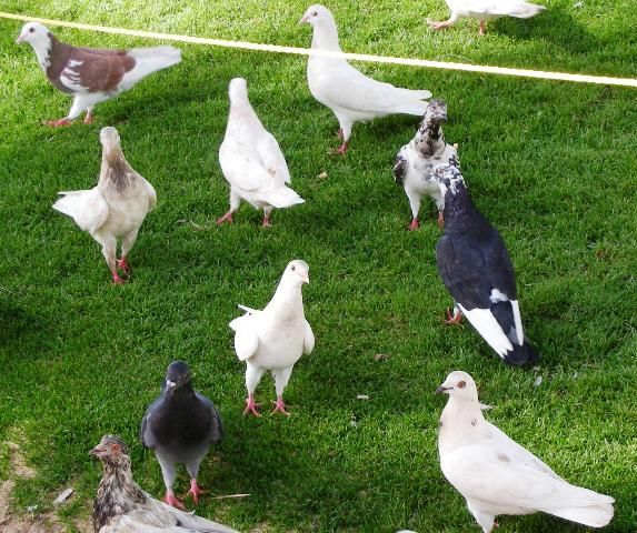 Figure 1. Feral pigeons or rock doves.