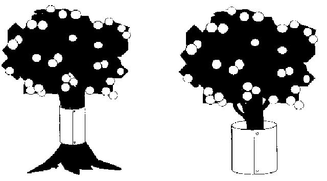 Figure 4. Rat guards on the single trunk fruit tree and around a multi-trunk tree.