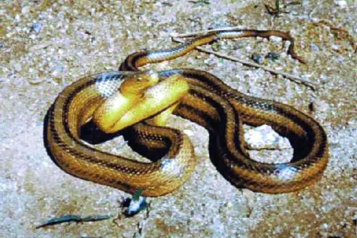 Figure 10. Yellow rat snake.