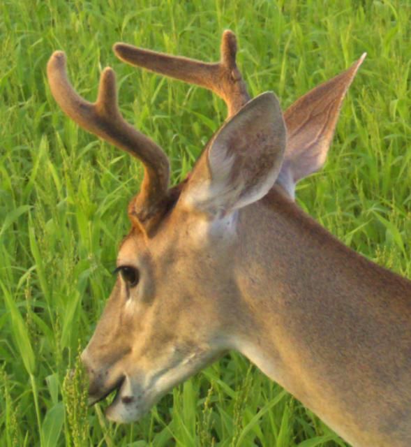 Figure 7. White-tailed deer with 