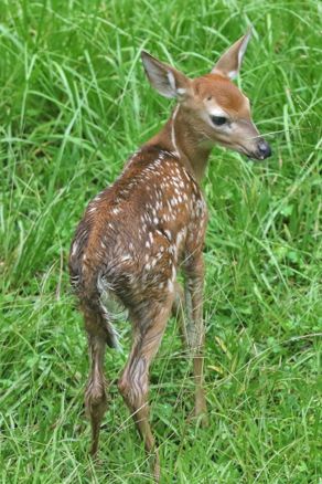 Figure 13. Recently born white-tailed deer fawn.