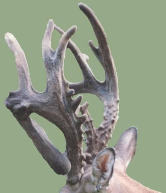Figure 9. Broken beam as a result of damage to antler during velvet stage. It maintained blood supply, survived, and hardened into this abnormal conformation.