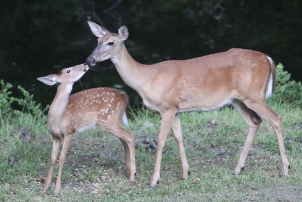 Figure 4. A fawn (left) and female or doe (right) white-tailed deer.