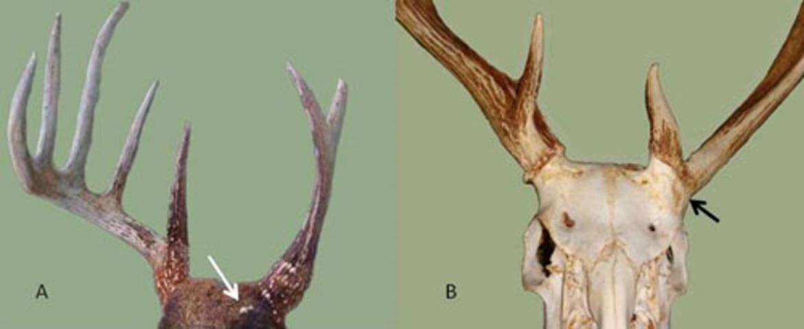 Figure 8. A presumptive injury caused asymmetry and growth of accessory antler (arrow) (A) and asymmetry, lack of burr and malformed pedicle indicative of trauma (B).