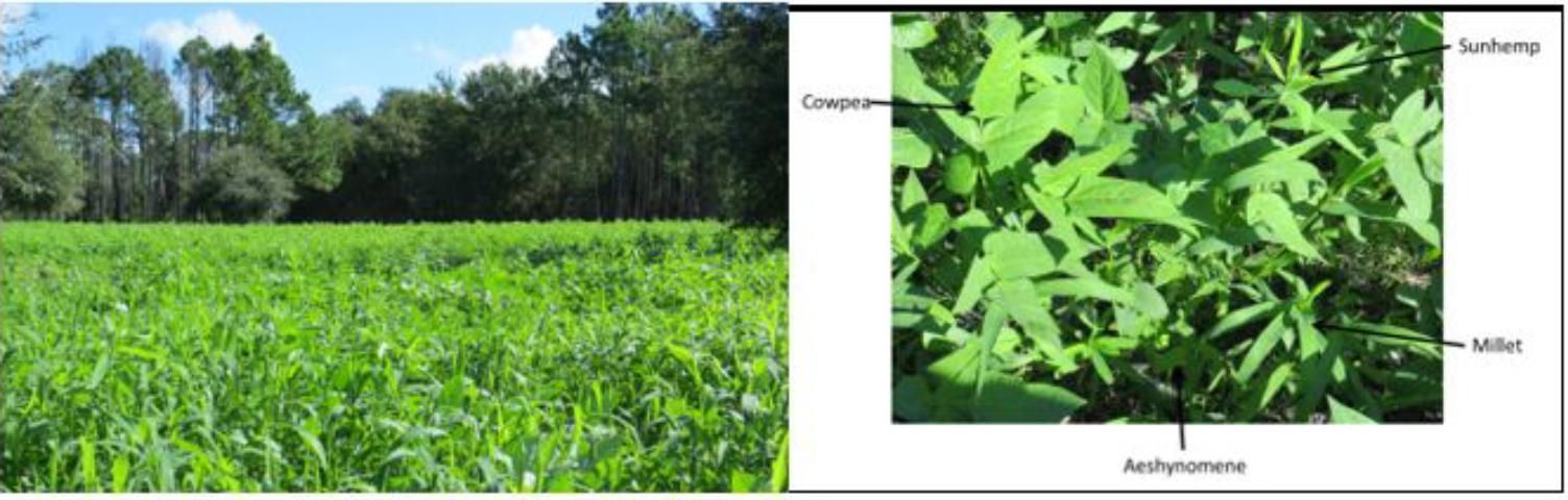 Figure 11. A supplemental food plot in south central Florida (left) and species planted (right).