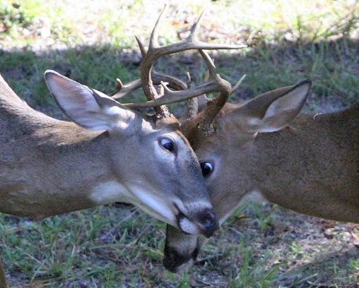 Figure 5. White-tailed deer bucks sparring and locking antlers during rut.