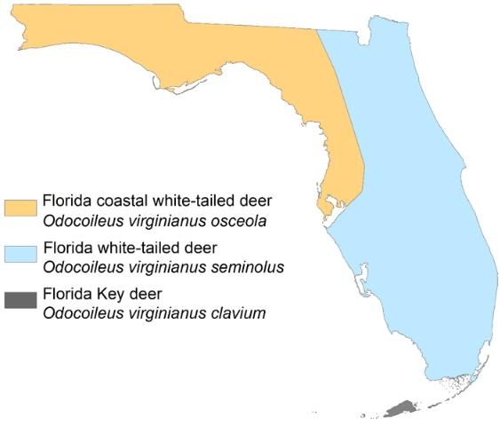 Figure 2. Range of white-tailed deer in Florida.