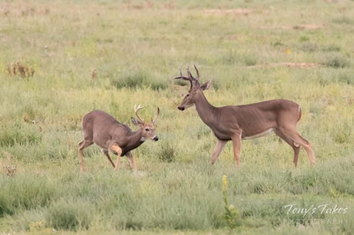 Figure 12. Two bucks sparring to establish dominance during breeding season.
