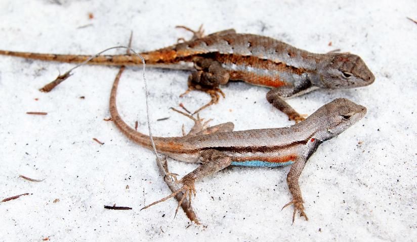 Figure 1. Female (top) and male (bottom) Florida scrub lizards.