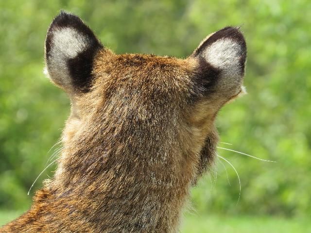 Figure 6. Bobcat ears.