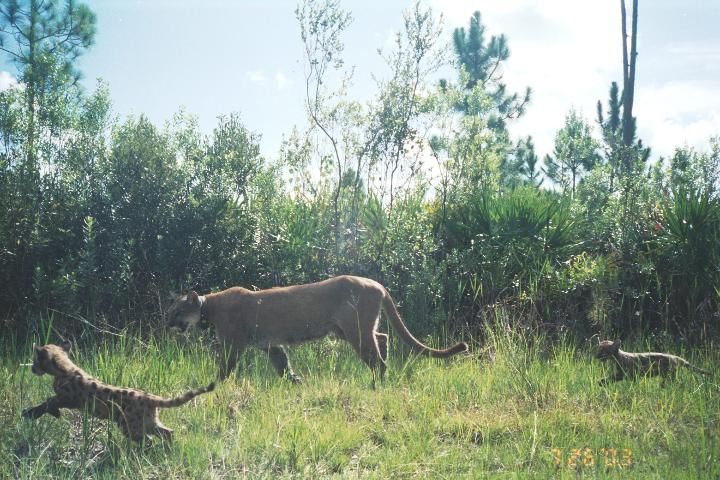 Figure 1. Adult Florida panther with two kittens.