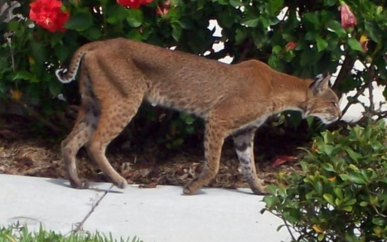 Figure 3. Bobcat.