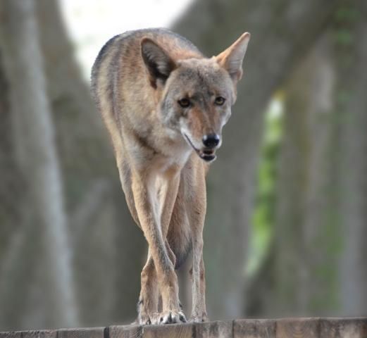 Figure 4a. Coyote.