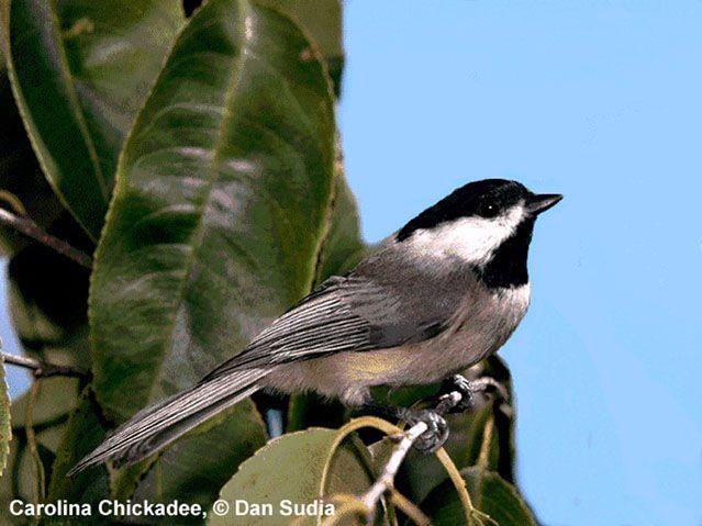 Figure 1. Carolina chickadee.