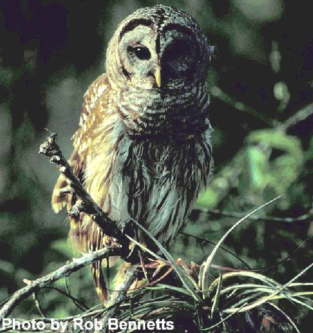 Figure 1. Barred owl (Strix varia).