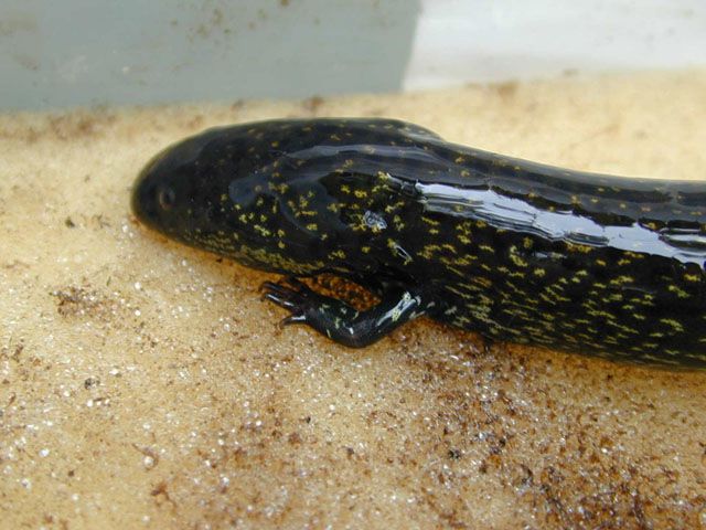 Figure 2. A Greater siren (Siren lacertina). Note the size of the legs and the gold flecking that is sometimes present.