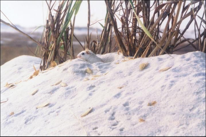 Figure 1. See the mouse? (Look in the center, near the plants.) The Santa Rosa beach mouse is well camouflaged for the white sand of its coastal habitat.