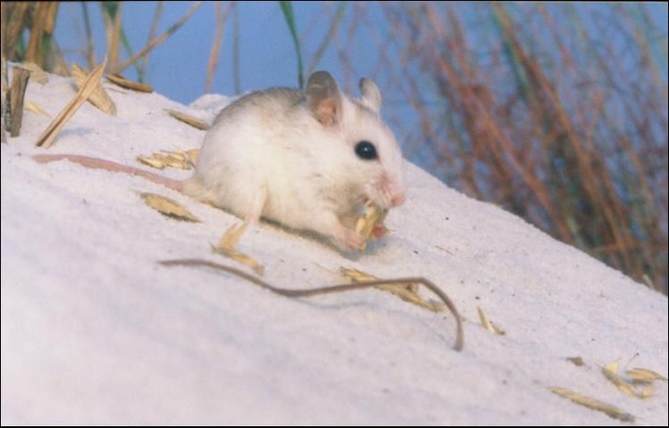 Figure 5. Beach mice feed mainly on seeds and fruits of beach plants, especially sea oat seeds. Beach mice also eat insects.