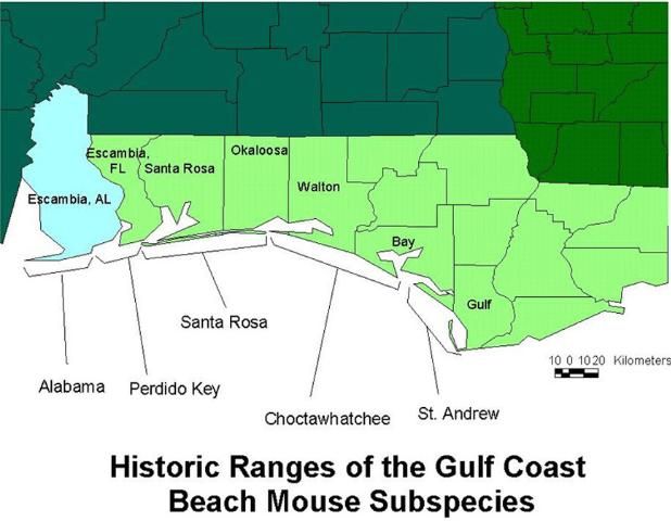 Figure 2. Habitat ranges of the gulf coast beach mouse subspecies.