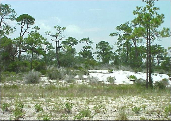 Scrub dunes, found on the bay side of islands, are used by beach mice for foraging and burrowing.