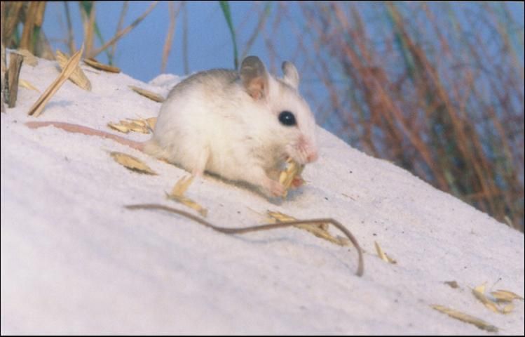 Beach mice feed mainly on seeds and fruits of beach plants, especially sea oat seeds. Beach mice also eat insects. 