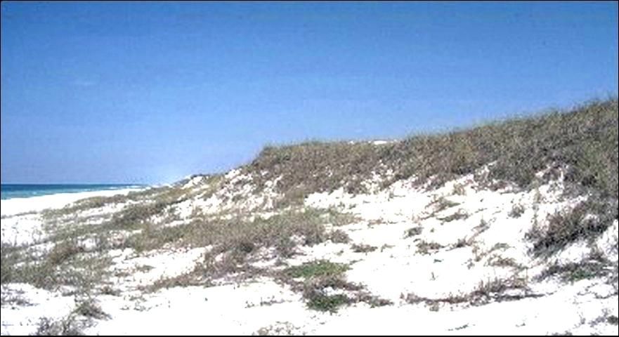Primary dunes provide burrowing and foraging habitat for beach mice. 