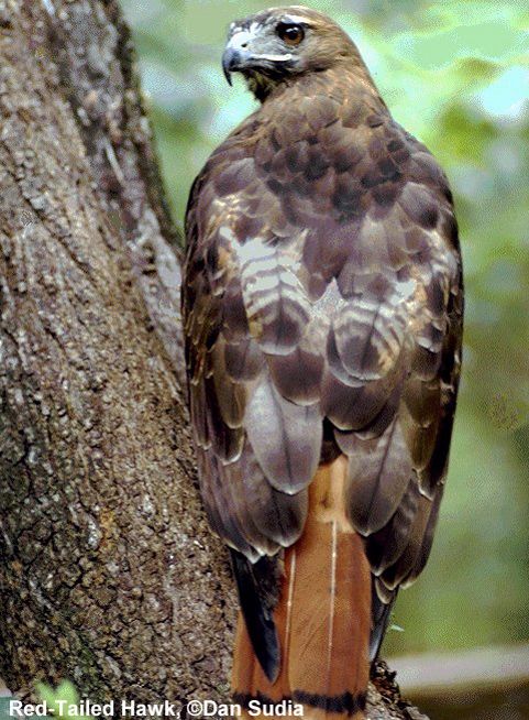 Figure 1. Red-tailed Hawk (Buteo jamaicensis).