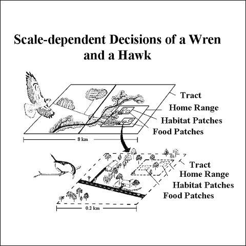 Figure 3. This is a theoretical representation of a Carolina Wren and a Red-tailed Hawk responding to landscape structures as they search for habitat. The wren searches a tract of land to establish a home range. At the next scale, the wren searches its home range for suitable habitat patches for nesting or foraging for food. Then, within these habitat patches, the wren locates areas where food items (e.g., insects) are abundant. At the smallest scale, the wren searches for food in those habitat patches where food items are abundant. The hawk has a similar set of decisions, but it selects much larger areas and objects at each comparable scale. Notice that the only overlap in scales is at the food patch level for the hawk and at the tract level for the wren.