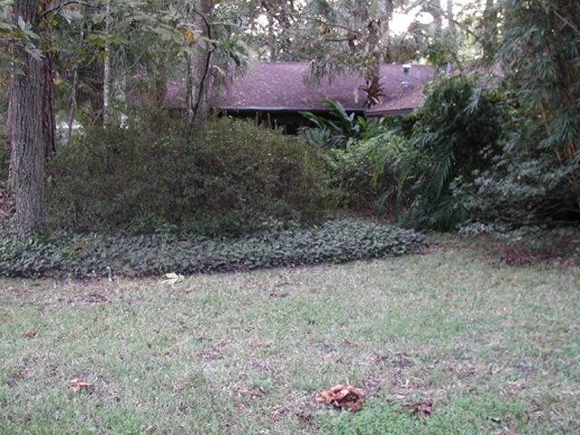 Figure 5. Notice the different heights of vegetation in this yard—ground covers, shrubs, and trees. This vertical layering of vegetation is very beneficial to wildlife.