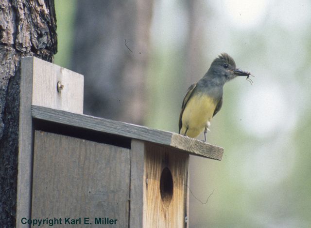 Many birds will nest in birdhouses (nest boxes). Here, a great-crested flycatcher perches atop a nest box.