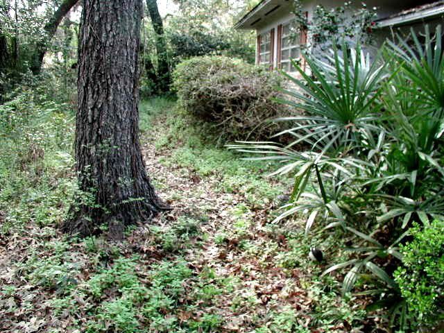 Ground covers provide habitat for a variety of wildlife species, and they are easier to maintain than lawns. 