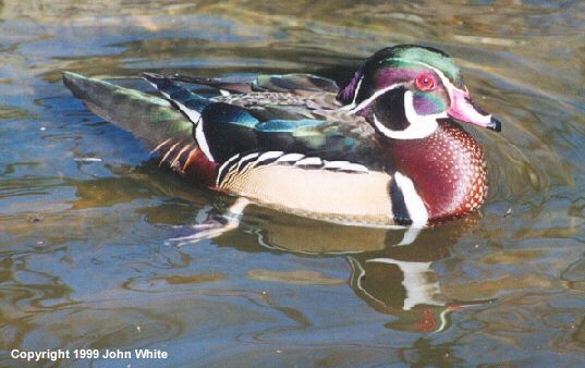 Figure 1. A male wood duck, also known as a drake.