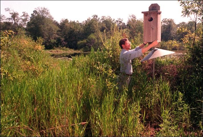Figure 3. Will Sheftall, conservationist with the University of Florida's Institute of Food and Agricultural Sciences, installs a wood duck nest box near Live Oak. The metal cone under the box helps prevent predators from climbing up to the box.
