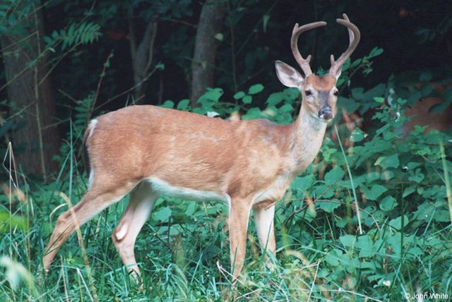 White-tailed deer buck.