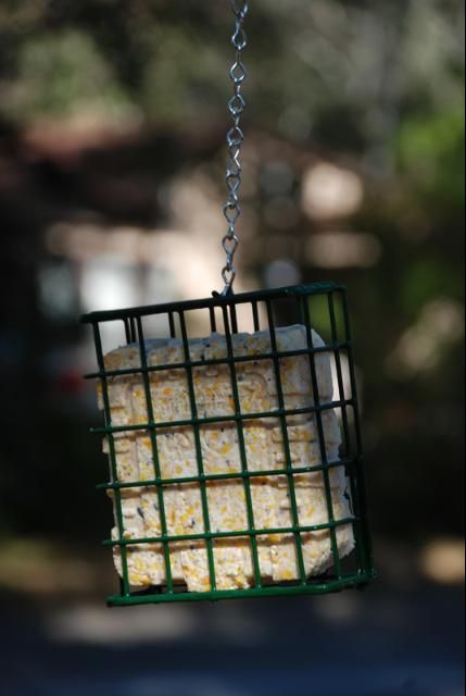 Figure 4. Suet feeders are generally a wire cage sized to hold a suet cake.