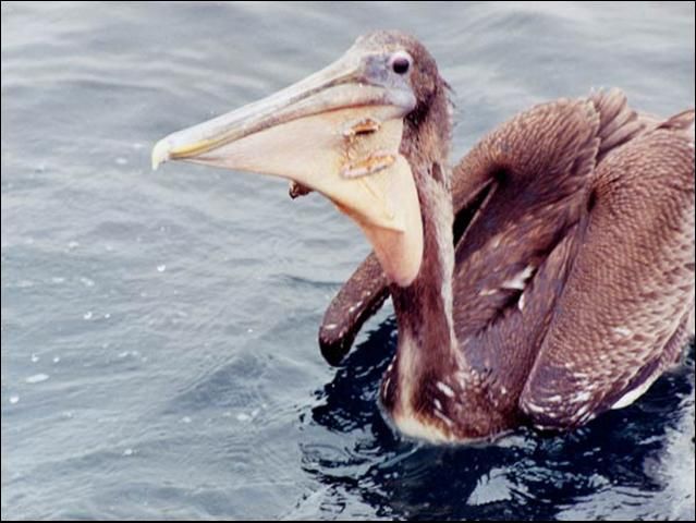 Figure 1. A young Brown Pelican with two holes torn in its throat pouch from fishing hooks. Feeding water birds such as pelicans can actually lead to the death of the birds.