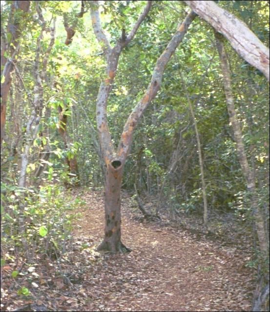 Figure 3. Poisonwood (Metopium toxiferum).