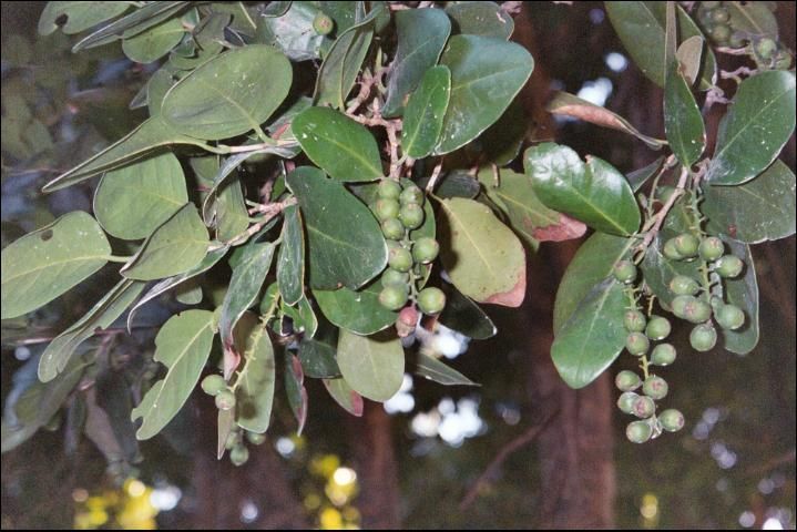 Figure 2. Pigeon plum (Coccoloba diversifolia).