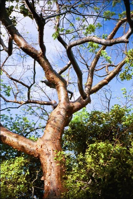 Figure 1. Gumbo limbo (Bursera simaruba).