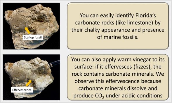 Figure 4. How to identify carbonate rock in the field based on appearance and effervescence. Additionally, carbonate rocks are typically softer and more easily scratched than silicate rocks. Limestone can easily be scratched with a pocket knife.
