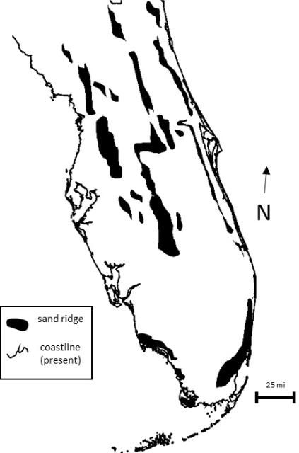 Figure 7. Relative distribution of sand ridges on peninsular Florida. Some of these dune deposits rise up to 300 feet above sea level.