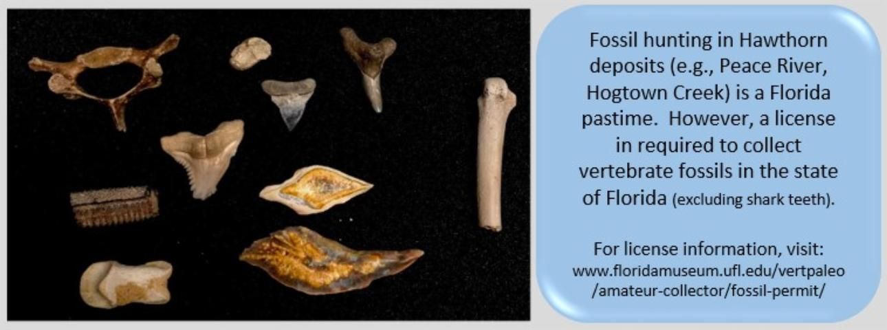 Figure 6. Collecting vertebrate fossils in Florida requires a fossil collector permit.